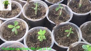 Sang Chậu Sứ Con Trồng Được 1 Tháng