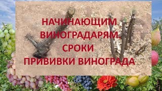 Начинающим виноградарям. Прививка винограда. Сроки