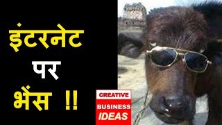 dairy business plan in india, CREATIVE BUSINESS IDEAS, पशुपालन व्यवसाय .