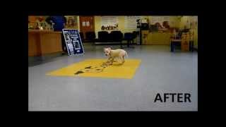 Dogs Trust Leeds: Wonky (Juliette) Update - Before & After Footage