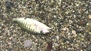 Stripped seabream fishing-Ψάρεμα μουρμούρας με πεταχτάρι
