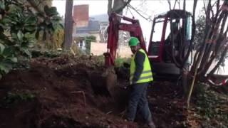 L'abattage des arbres du tunnel a débuté au Mans