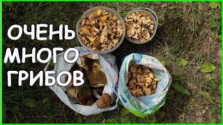 ОЧЕНЬ МНОГО ГРИБОВ //  Жизнь в деревне