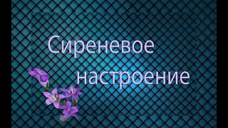 Сиреневое настроение Сиреневое поздравление для именинников.