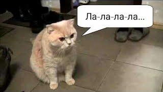 Котики поют/Поющие коты/Смотреть всем)))
