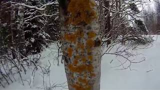 Лыжи, следы зайца