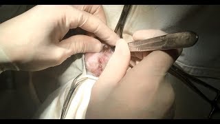 Уретростомия у кота (повторная). Urethrostomy of the cat (repeated)