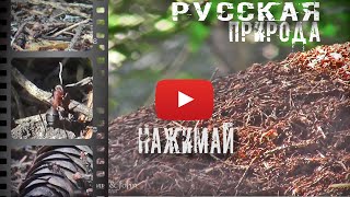 Муравьи и муравейник