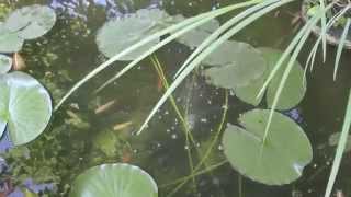 Аэратор для садового водоема своими руками