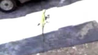 Bringamento di juana na CDM