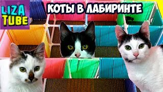 Лабиринт #1 для кошек ? Три кота проходят лабиринт ? \ LizaTube