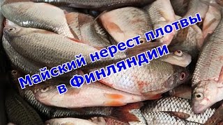 Рыбалка в Финляндии ! Майский нерест плотвы,ловля на поплавочную удочку ??