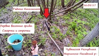 В лес за сморчками. Гадюка и медянка греются на солнышке. ЧР. Мариинско-Посадский р-н.
