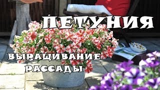 Выращивание рассады петунии из семян. Часть 1