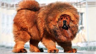 5 САМЫХ ДОРОГИХ И РЕДКИХ ПОРОД СОБАК - Рекорд Стоимости Четвероногого Друга!