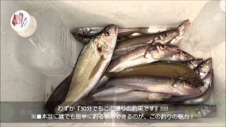 横浜で『シロギスが入れ食いの場所』