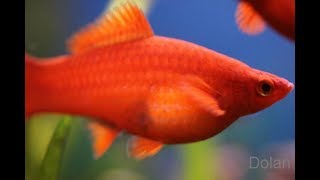 2# Самка меченосца скоро родит !!!!!