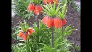 Скачать футажи. Весенний дождь. Весенние цветы.Nature.Free footage.