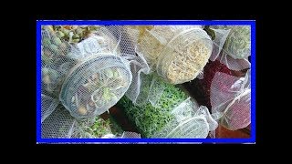 Как вырастить соевые ростки в домашних условиях