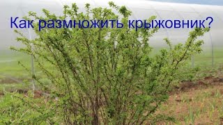 Как размножить крыжовник?
