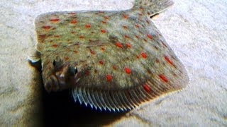 Морская камбала рыба семейства камбаловых