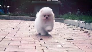 Самые маленькие собаки в мире!