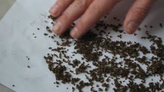Как подготовить семена моркови к посадке. Смываем эфирную оболочку.