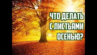 Что делать с опавшими листьями осенью / Компостная куча / Как повысить плодородие почвы