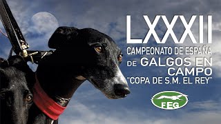 SEMIFINALES" LXXXIICampeonato de España de Galgos en campo "Copa S.M. El  Rey "