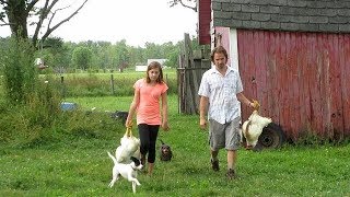 How To Slaughter/Butcher Chickens --Part One--