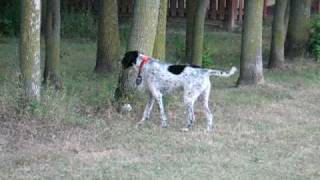 German wirehaired pointer hunting a squirrel