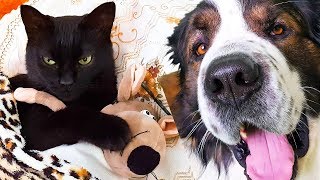 Я нашел Арта Суперкота. DogVlog. Московская сторожевая Булат Говорящая собака