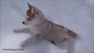 Siberian Husky Puppies Playing in Snow