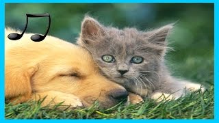Musik Entspannende für Hunde ,Katzen ,Musik zum Schlafen Tiere ?♫