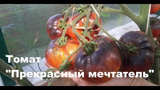 Томат "Прекрасный мечтатель"Антоциан удивительной красоты