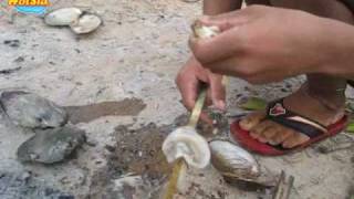 ย่างหอย ก้อยปลา บ้านฮวก(seek Shellfish Fish)
