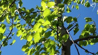 Весеннее солнце и Красивая музыка ДЛЯ ХОРОШЕГО НАСТРОЕНИЯ