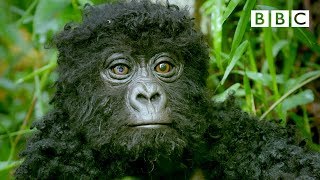 Robot spy gorilla infiltrates a wild gorilla troop ?️? | Spy In The Wild - BBC