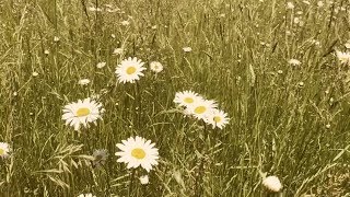 sold. saba x smino x kota the friend type beat - "daisy"