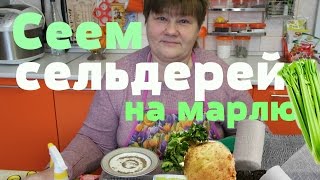 Сеем сельдерей на марлю.Отличный результат! (21.02.16 г.)