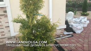 Туя Жёлтая Санкист. Обрезка  и топиарная стрижка после посадки.