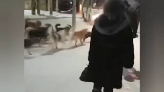 Видеофакт: Свора собак на автобусной остановке