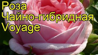 Роза чайно-гибридная Вояж. Краткий обзор, описание характеристик, где купить саженцы Voyage