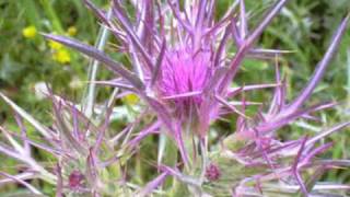 Пасхальные цветы Вифлеемского леса (Israel, The Flowers of Passower)