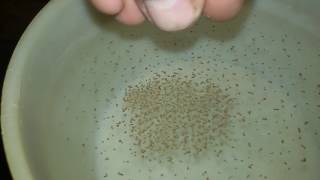 Рыбный комбикорм Аллер Аква Aller Aqua ! Fish feed Aller Aqua