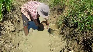 Best Hand Fishing - Find And Catch A Lot Of Fish From Muddy Soil In Dry Rice Field