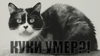 ПОЧЕМУ КУКИ В ОПАСНОСТИ?!КУКИ УМЕР?!СЛИВКИ ШОУ - SlivkiShow