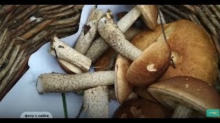 В Ярославской области пошли грибы. Куда отправиться собирать грибы? Экстравёрджин