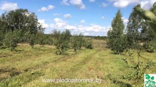 Яблоня сорт Папировка (Белый налив) / Ранние летние сорта яблонь