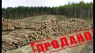 Варварская вырубка китайцами леса в Сибири.